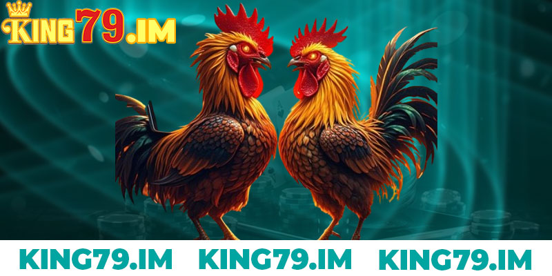 Đá Gà King79: Trải Nghiệm Cược Kịch Tính Và Hấp Dẫn 7 Lợi Ích Khi Tham Gia Cược Đá Gà Tại King79