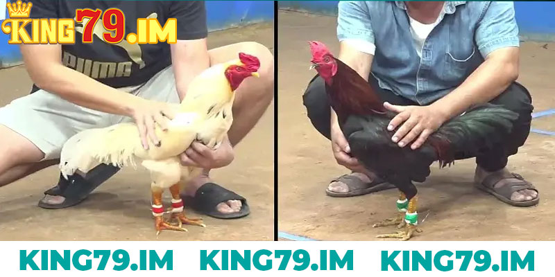 Điểm danh các loại hình thức live đá gà tại King79