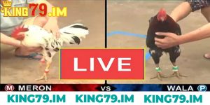 Live Truc Tiep Da Ga Voi Do Hoa Cuc Net Chi Co Tai King79