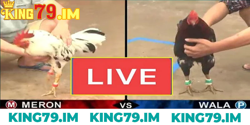 Live Truc Tiep Da Ga Voi Do Hoa Cuc Net Chi Co Tai King79