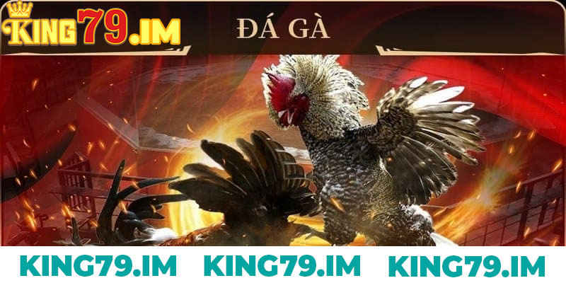 Ưu điểm đặc sắc khi chơi đá gà mạng trực tiếp King79