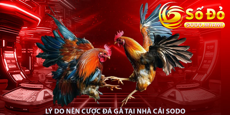 Lý do nên cược đá gà tại nhà cái Sodo