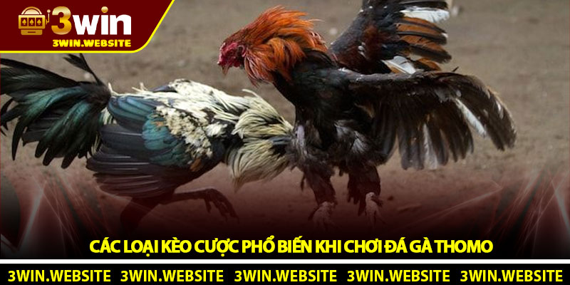 Đá Gà Thomo 3win - Sân Chơi Trực Tuyến Hấp Dẫn Nhất 2025 6 Các Loại Kèo Cược Phổ Biến Khi Chơi Đá Gà Thomo