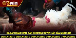 Đá Gà Thomo 3win - Sân Chơi Trực Tuyến Hấp Dẫn Nhất 2025