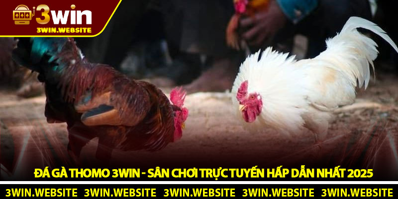 Đá Gà Thomo 3win - Sân Chơi Trực Tuyến Hấp Dẫn Nhất 2025 1 Đá Gà Thomo 3win - Sân Chơi Trực Tuyến Hấp Dẫn Nhất 2025
