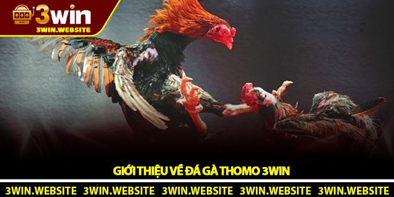 Đá Gà Thomo 3win - Sân Chơi Trực Tuyến Hấp Dẫn Nhất 2025 4 Giới Thiệu Về Đá Gà Thomo 3Win