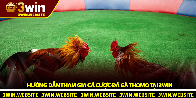Đá Gà Thomo 3win - Sân Chơi Trực Tuyến Hấp Dẫn Nhất 2025 5 Hướng Dẫn Tham Gia Cá Cược Đá Gà Thomo Tại 3win